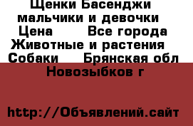 Щенки Басенджи ,мальчики и девочки › Цена ­ 1 - Все города Животные и растения » Собаки   . Брянская обл.,Новозыбков г.